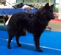 n°15 Eagle Black des perles noires 5549